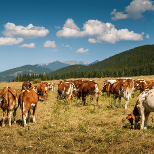 Tallow Food: Rediscovering a Timeless Cooking Staple