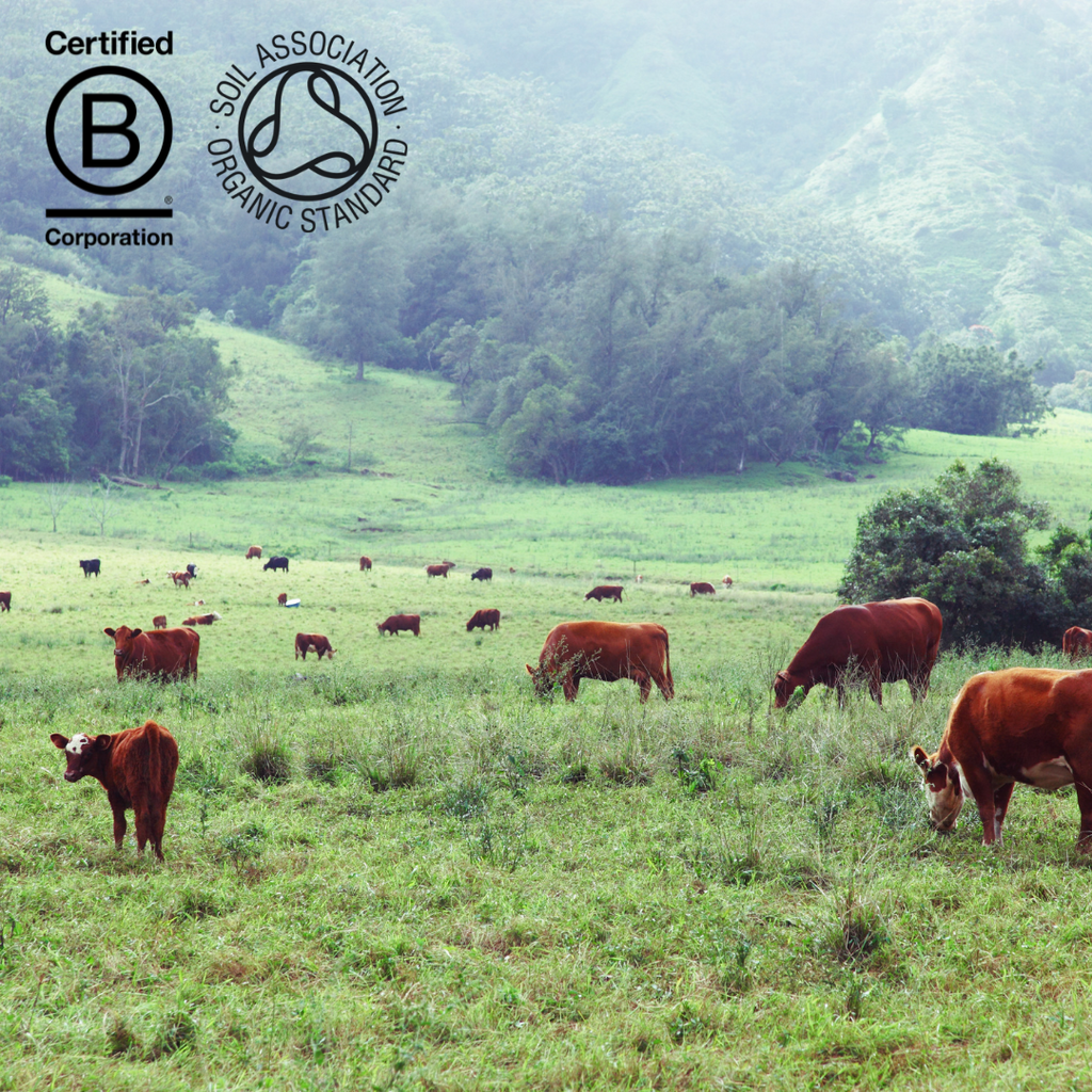 What does grass fed and pasture raised mean and why is it so important when sourcing animal products - Ossa Organic