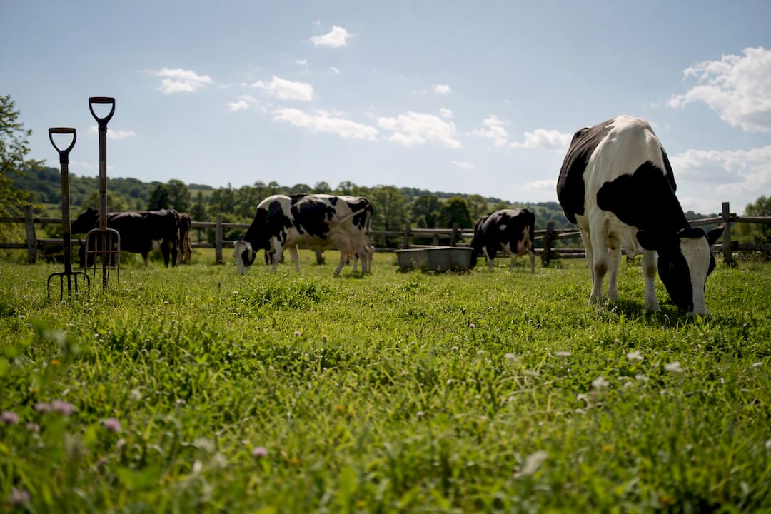 Grass-fed ghee benefits: what the evidence actually shows