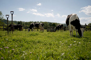 Grass-fed ghee benefits: what the evidence actually shows