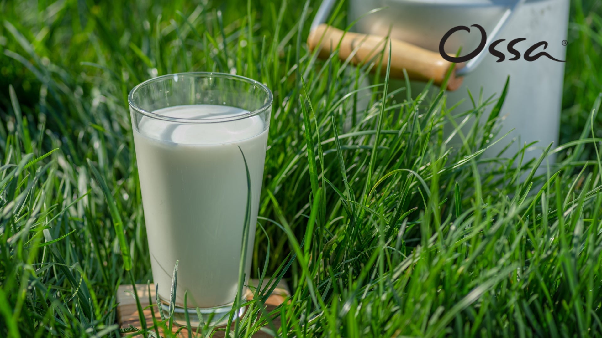Colostrum Milk: A Nutrient-Packed Solution for Healthy Aging