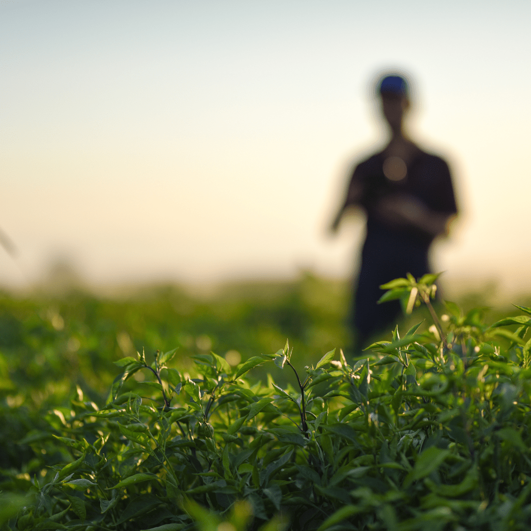 Why Organic Matters: The True Cost of Conventional Products