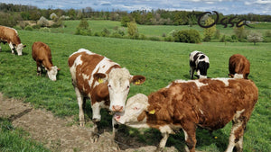 What is Colostrum? The Essential Benefits for Health and Vitality